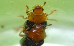 Triplax rufipes