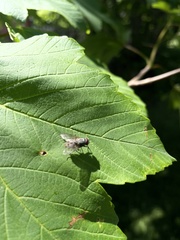 Diptera