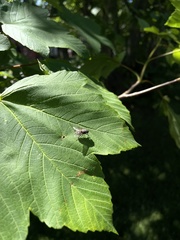 Diptera