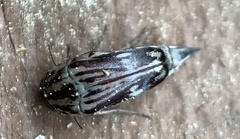 Tomoxia lineella