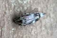 Tomoxia lineella