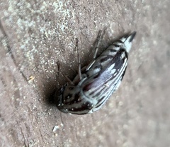 Tomoxia lineella