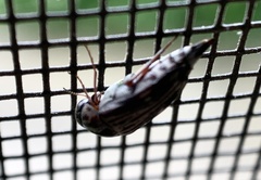 Tomoxia lineella