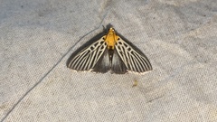 Tyspanodes hypsalis