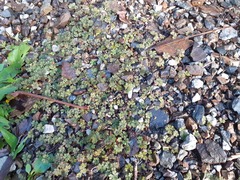 Hydrocotyle dissecta