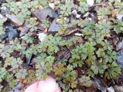 Hydrocotyle dissecta
