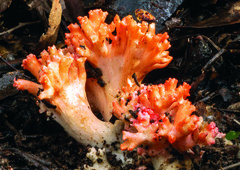 Ramaria australiana