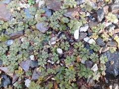 Hydrocotyle dissecta