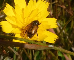 Chasmatopterus
