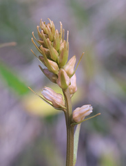 Aletris foliata