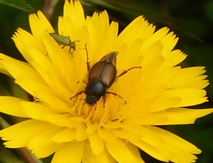 Chasmatopterus