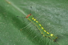 Sphrageidus virguncula