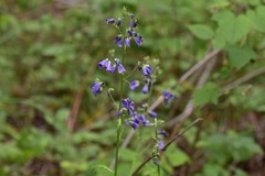 Polemonium caeruleum
