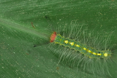 Sphrageidus virguncula