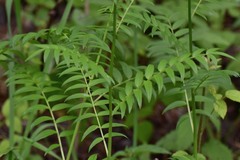 Polemonium caeruleum
