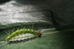 Sphrageidus virguncula