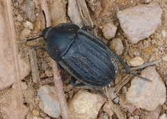 Silpha puncticollis