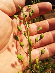 Camelina