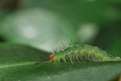 Sphrageidus virguncula