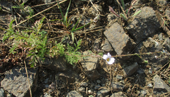 Jamesbrittenia integerrima