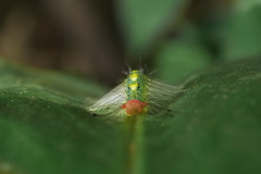 Sphrageidus virguncula