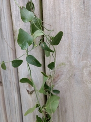 Cocculus diversifolius