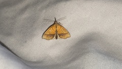 Stenbergmania albomaculalis