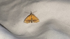 Stenbergmania albomaculalis