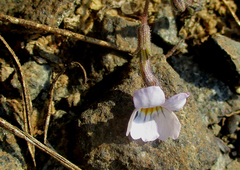 Jamesbrittenia integerrima