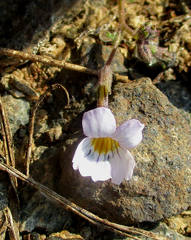 Jamesbrittenia integerrima