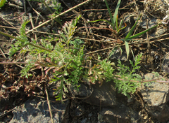 Jamesbrittenia integerrima