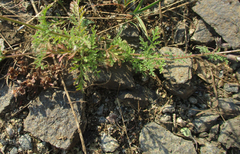 Jamesbrittenia integerrima