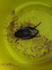 Dytiscus marginalis