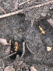 Camponotus festinatus