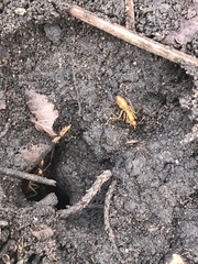 Camponotus festinatus