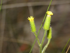 Senecio lividus