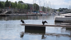 Phalacrocorax carbo