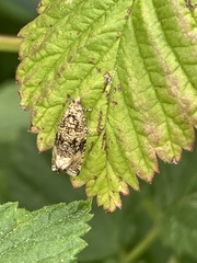 Syricoris
