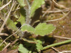 Senecio lividus