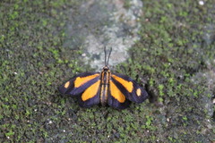 Pachythone bicolor