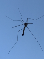 Acutipula