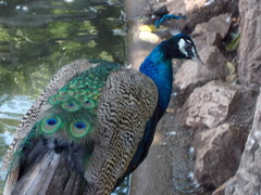 Pavo cristatus