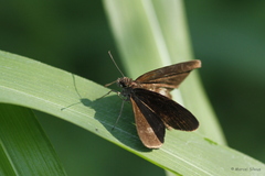 Ancistroides nigrita