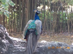 Pavo cristatus
