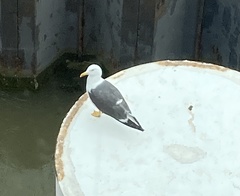 Larus fuscus