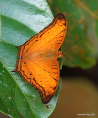 Vindula dejone erotella