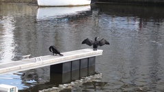 Phalacrocorax carbo