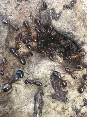 Camponotus sansabeanus