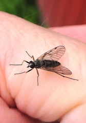 Rhagio maculatus