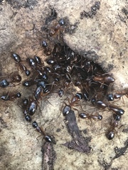 Camponotus sansabeanus